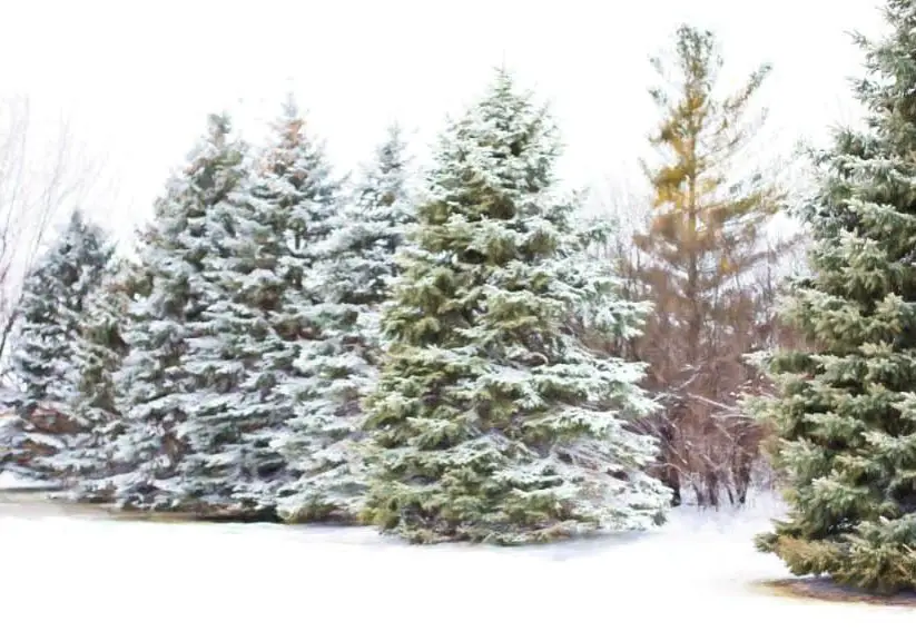 How to Plant a Live Christmas Tree Blog Article Image