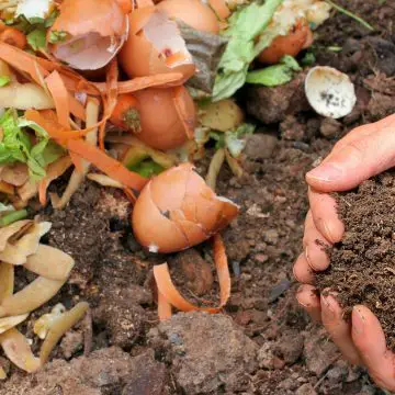 How to Apply Compost By Hand article image