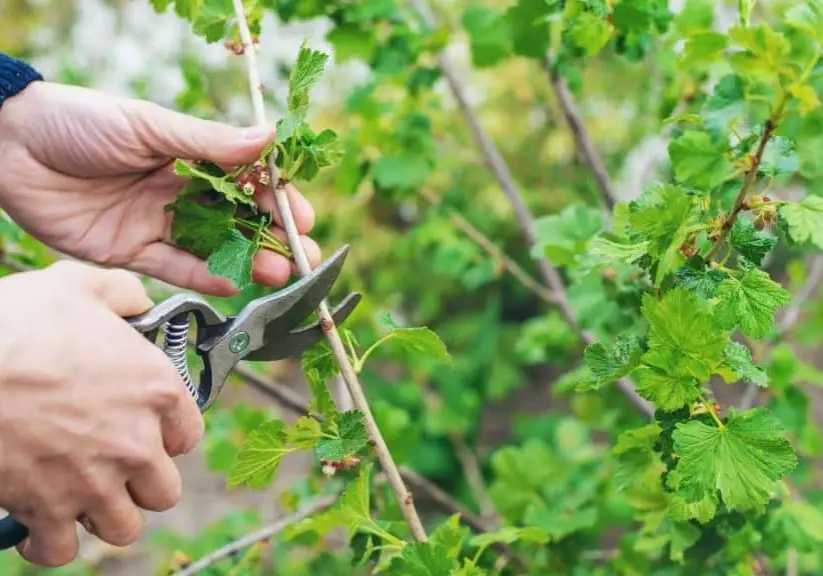 photo of someone with clippers to show deadheading flowers