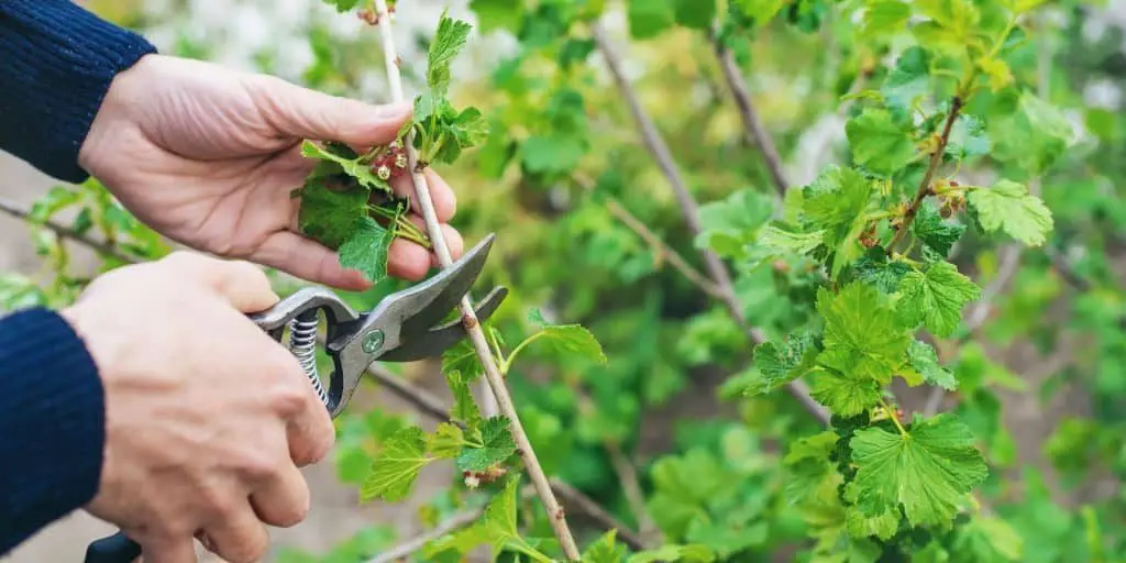 photo of someone with clippers to show deadheading flowers