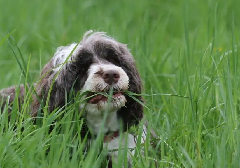 Photo of dog eating grass