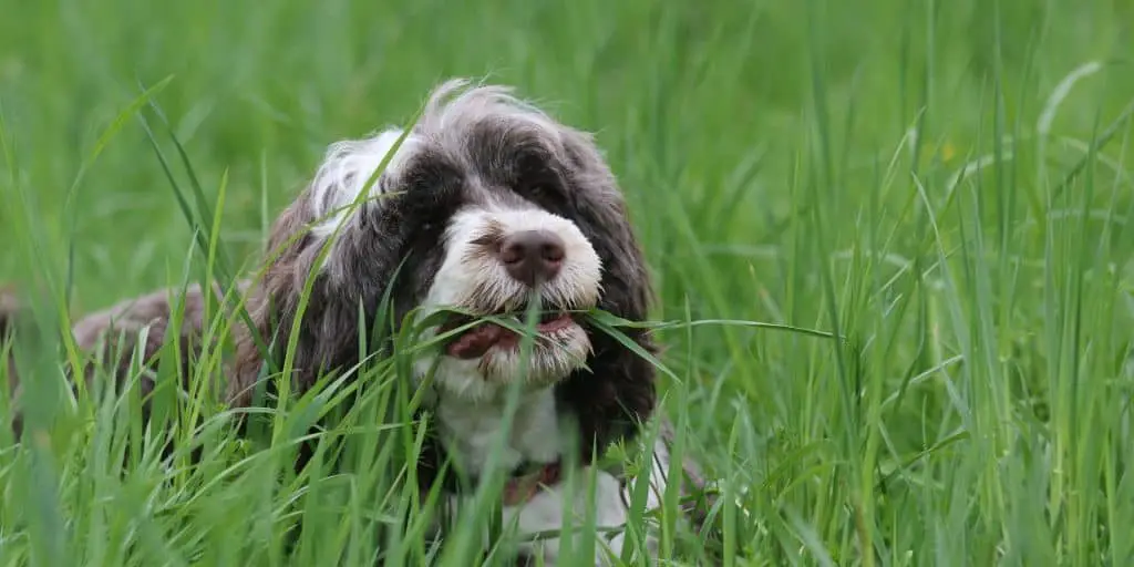 Photo of dog eating grass