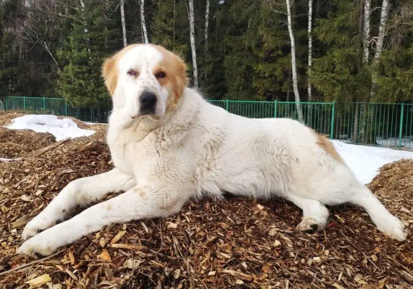 Is mulch safe for dogs? Photo of dog laying on a pile of mulch.