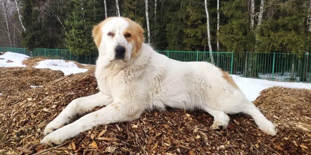 Is mulch safe for dogs? Photo of dog laying on a pile of mulch.