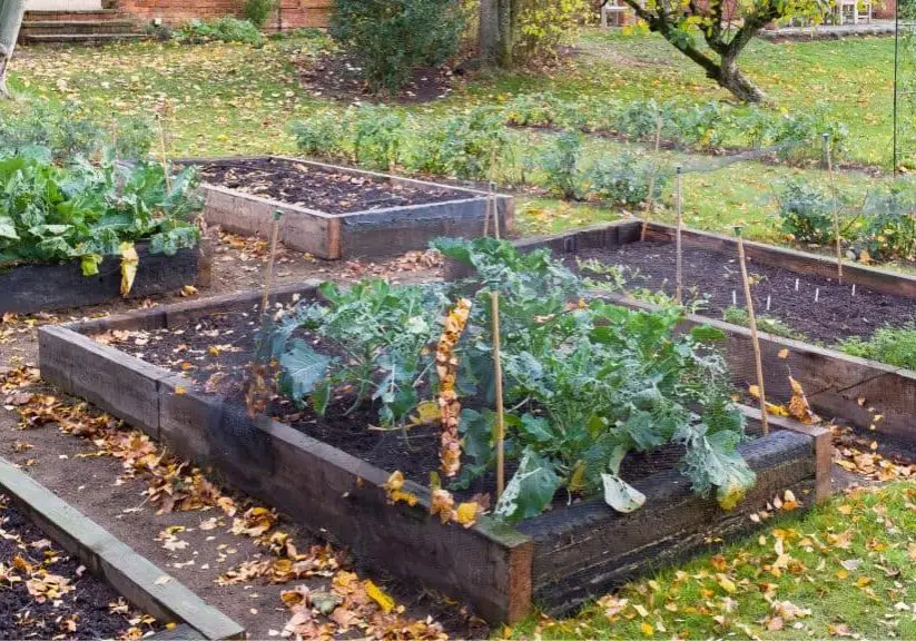 Fall Planting Guide article image