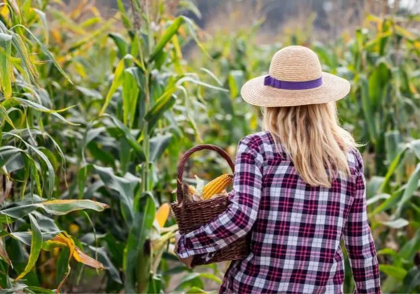 How to Grow Corn