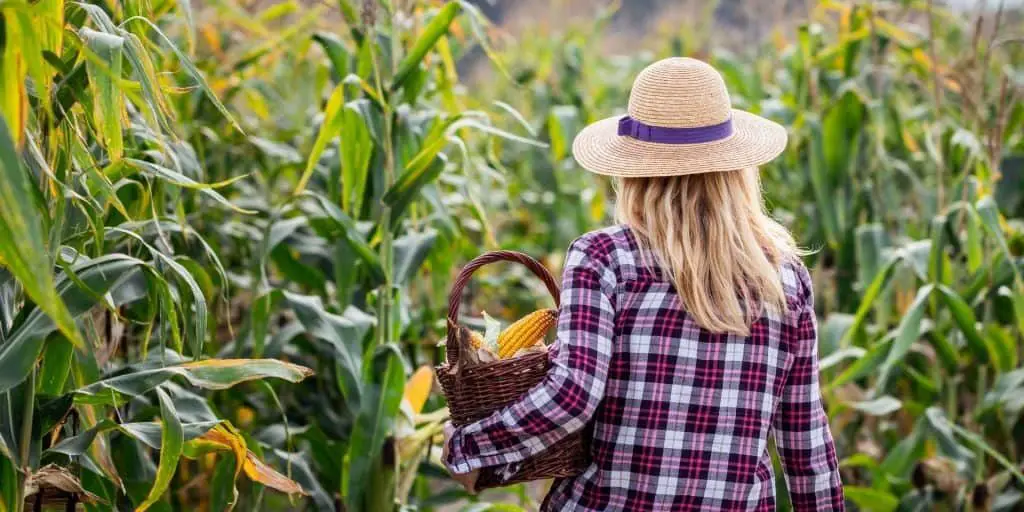 How to Grow Corn