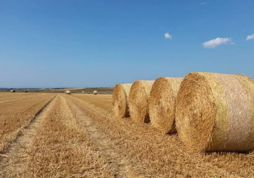 Photo of hay field to show the difference between hay vs. straw