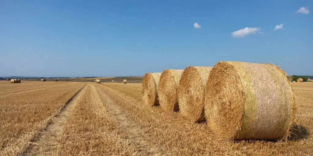 Photo of hay field to show the difference between hay vs. straw