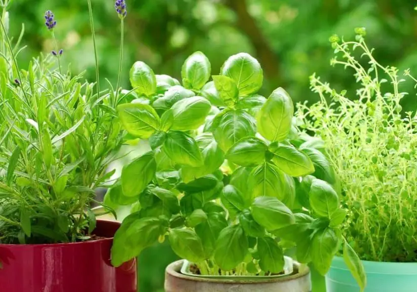 Photo of three types of herbs to show what herb companion planting looks like