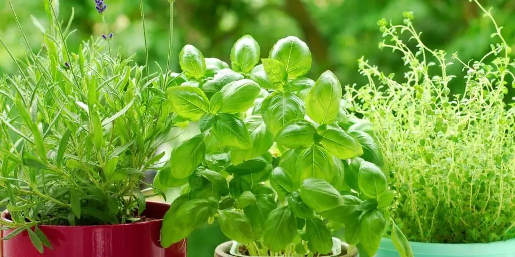 Photo of three types of herbs to show what herb companion planting looks like