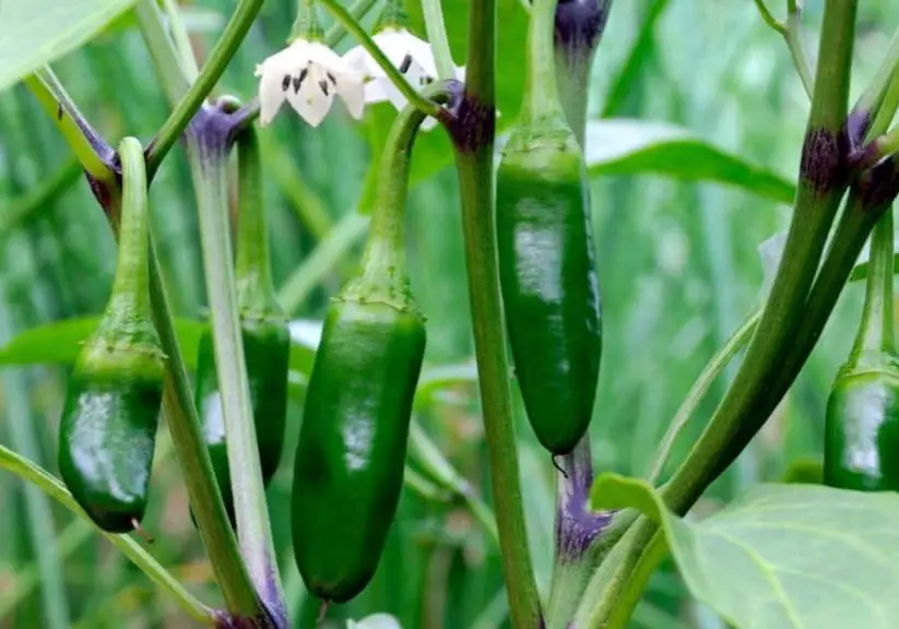 How to grow Jalapenos