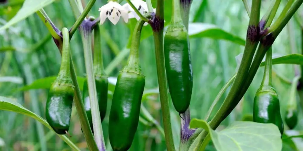 How to grow Jalapenos