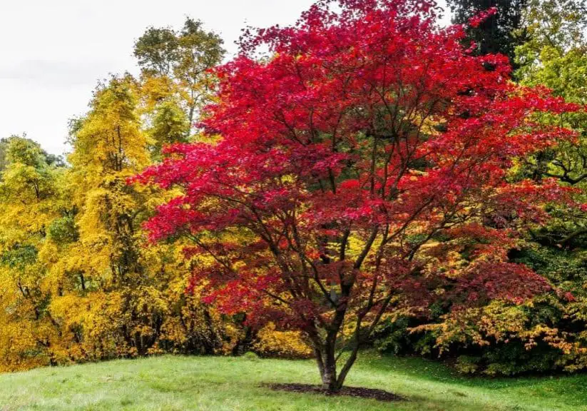 Photo of one of the best trees to plant near your home, a Japanese maple tree