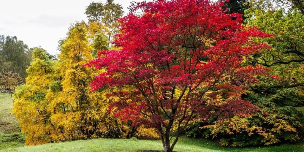 Photo of one of the best trees to plant near your home, a Japanese maple tree