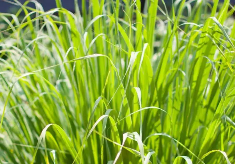 Does Lemongrass Repel Mosquitoes? Article image