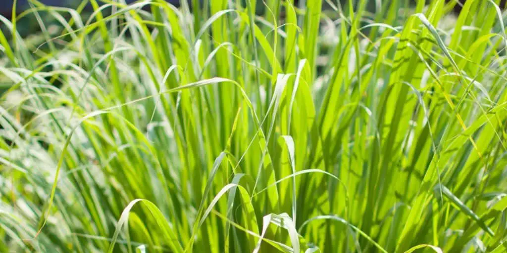 Does Lemongrass Repel Mosquitoes? Article image