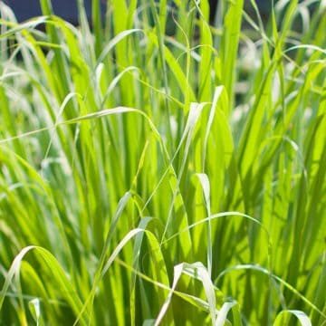 Lemongrass-1920-090721 Does Lemongrass Repel Mosquitoes? Article image