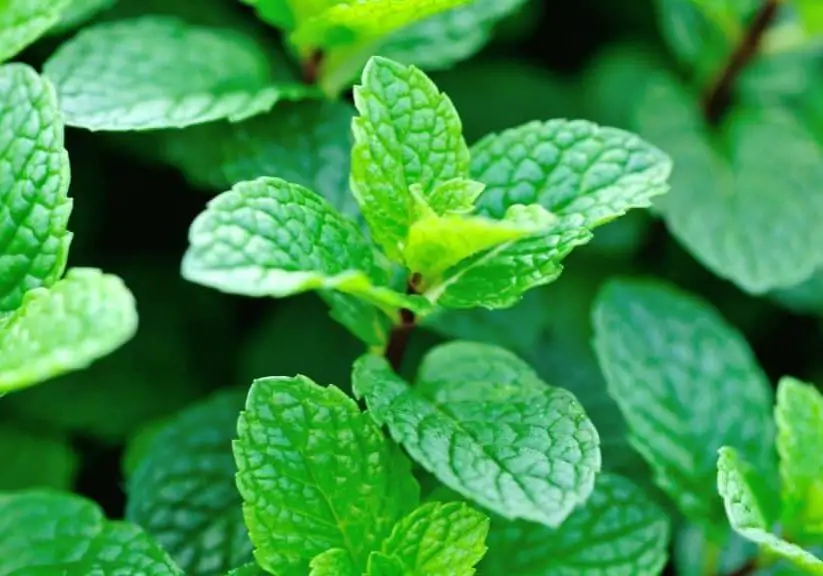 Can dogs eat mint? Photo of mint plant for article