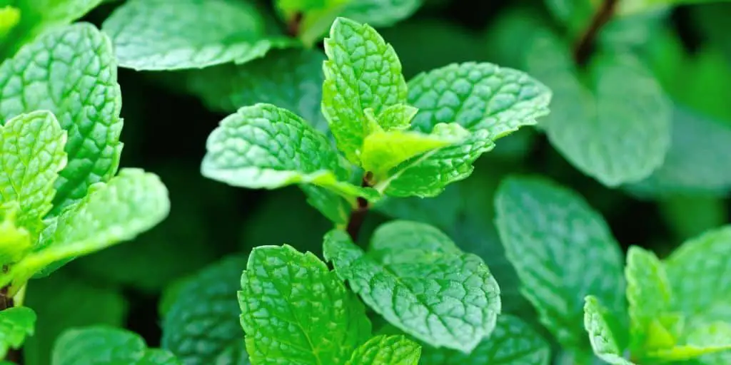 Can dogs eat mint? Photo of mint plant for article