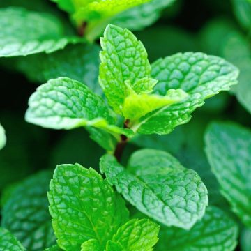 MintPlant-1920-7521 Can dogs eat mint? Photo of mint plant for article