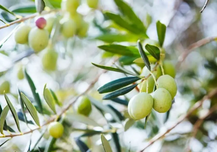 Photo of olive tree to show different types of olive trees