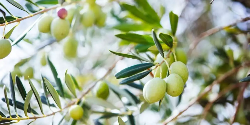 Photo of olive tree to show different types of olive trees