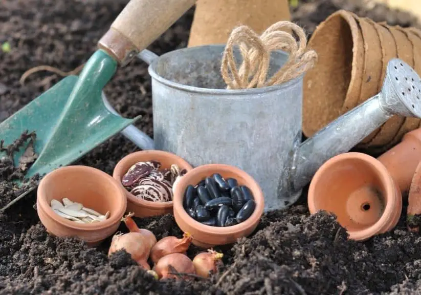 Choosing Seeds For Your Garden Article Image