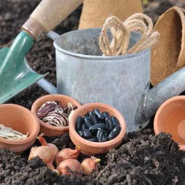 Choosing Seeds For Your Garden Article Image