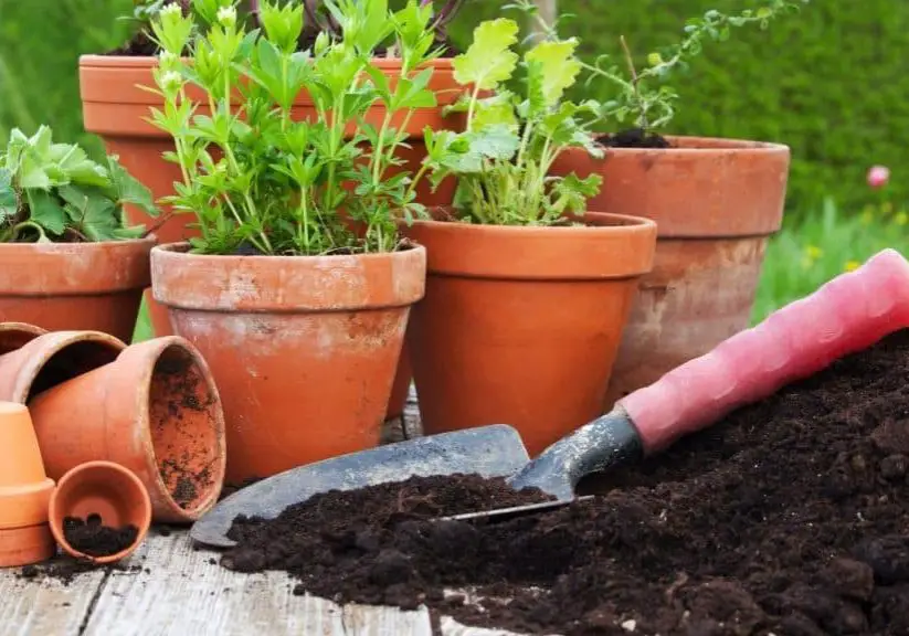 image showing potting soil near potted plants