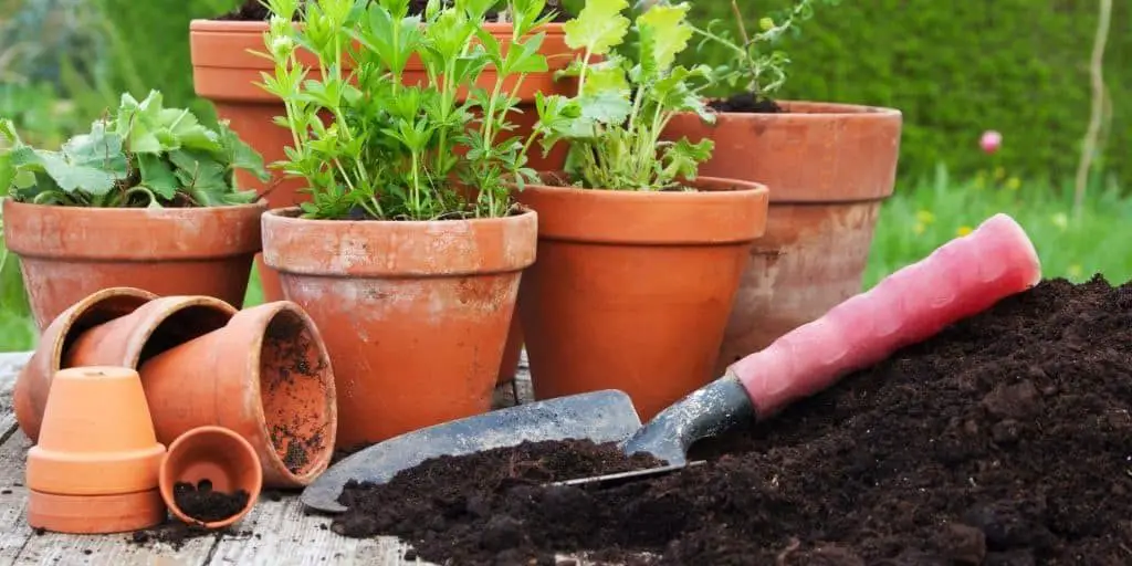 image showing potting soil near potted plants