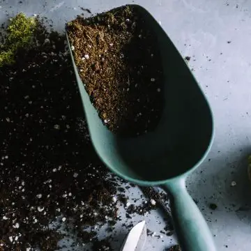 Potting Soil vs. Garden Soil Article photo