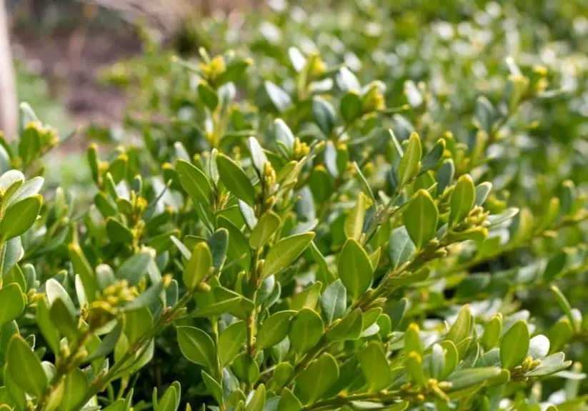 photo of privacy hedge greenery