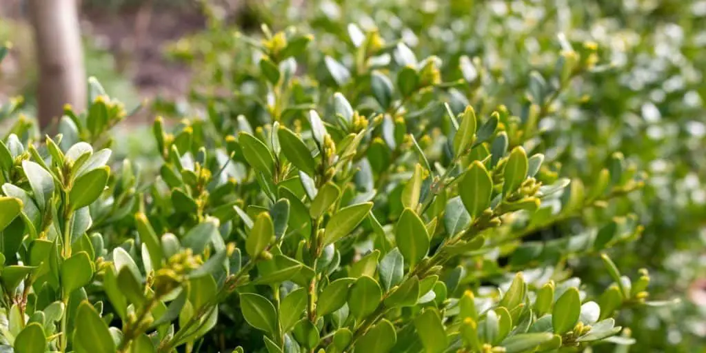 photo of privacy hedge greenery