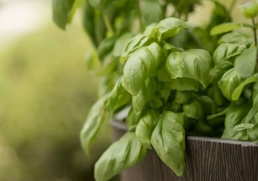 How to Propagate Basil Article Photo