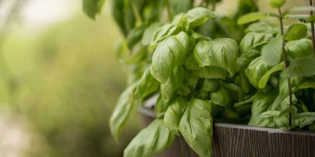 How to Propagate Basil Article Photo