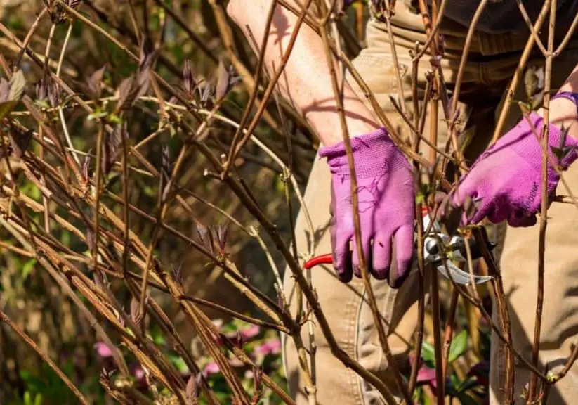 Photo of someone pruning hydrangeas