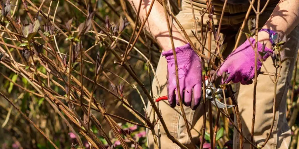 Photo of someone pruning hydrangeas