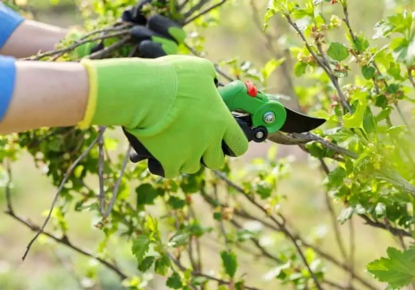 Pruning Trees Image