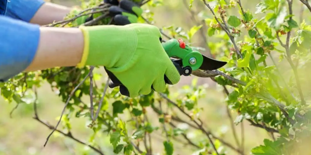 Pruning Trees Image