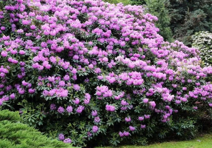 photo of rhododendron bush