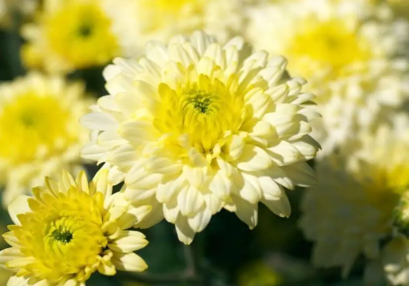 photo of chrysanthemums to show plants with daisy like flowers