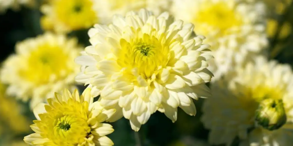 photo of chrysanthemums to show plants with daisy like flowers