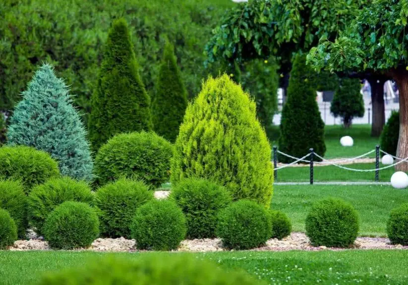 Photo of evergreen shrubs for full sun in various sizes