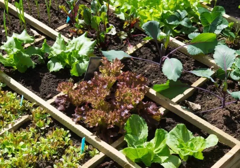 Square foot Gardening