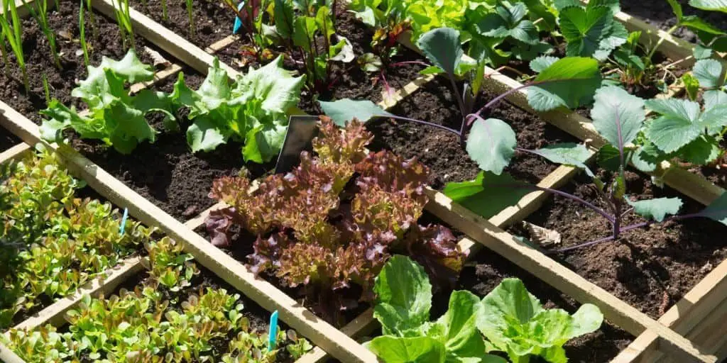 Square foot Gardening