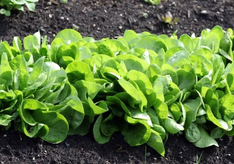 Growing lettuce