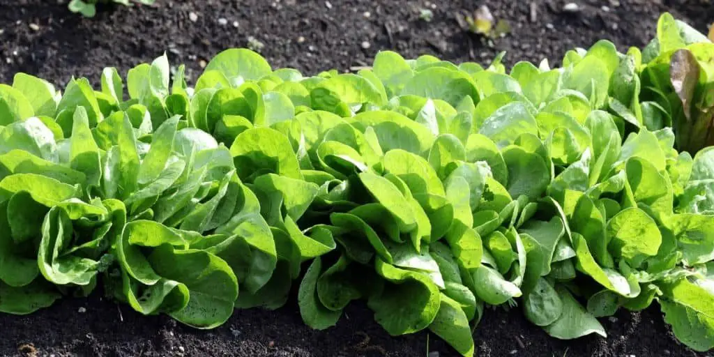 Growing lettuce