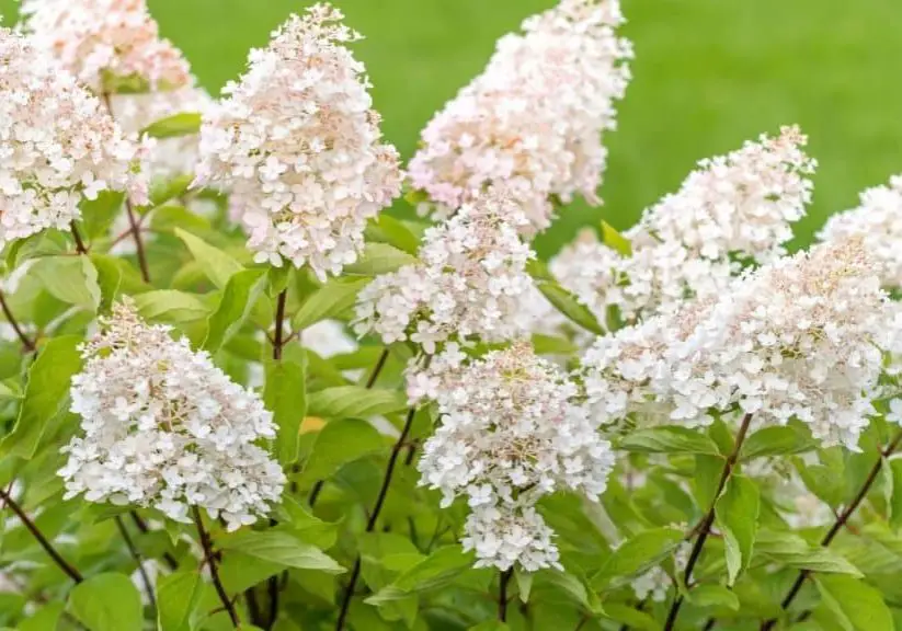 Photo of white flowering shrubs for planting in the garden