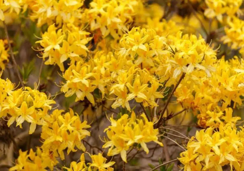 photo of azaleas to show popular yellow flowering shrubs for your garden